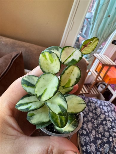 Hoya Mathilde Variegated - Etsy