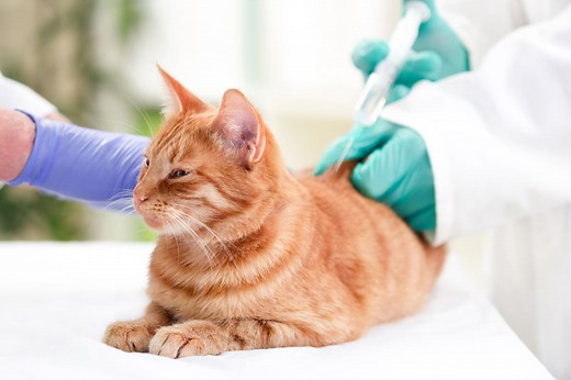 What You Need to Know If Your Cat Has Diabetes Mellitus | Shallowford Animal Hospital