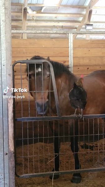 Funny Horse and Chicken Moments: A Comedic Adventure