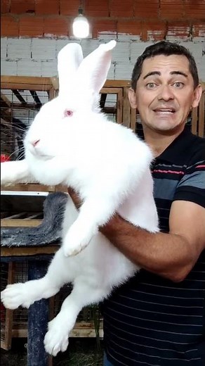 Giant Rabbit