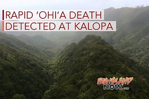 Rapid ʻŌhiʻa Death Detected at Kalōpā State Recreation Area | Big Island Now