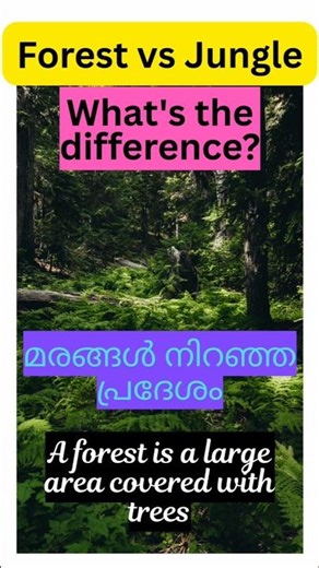 Forest vs Jungle|Quick Nature Facts#Shorts