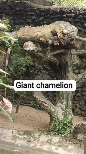 giant chamelion 🥹🤔 visiting of sanctuary area#shorts