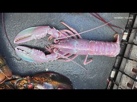 Check out this 'cotton candy' lobster