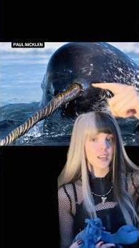 Narwhal facts #narwhal #whales #animalfacts #funfacts #zoology #marinebiology