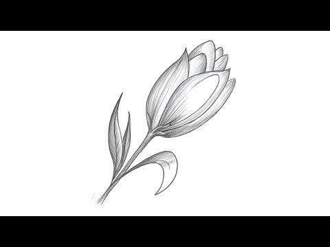 Beautiful Flower Pencil Sketch | Easy & Realistic Flower Drawing | Step by Step Tutorial