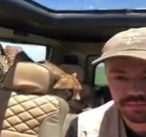 150K views · 753 reactions | Stay really still...this man survived a uncomfortably close encounter with a cheetah while on safari  Read more: bit.ly/2pOVacR | ITV News | Facebook