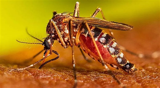 Assam: Malaria Case in SSB Jawan Triggers Health Alert in Baksa’s Salbari