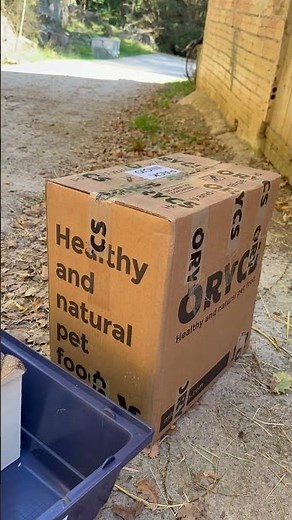 Delivery of female mini lop rabbit with all the packaging