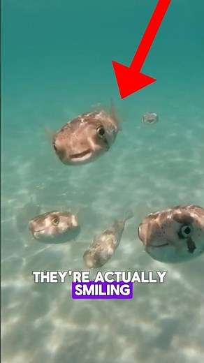 🐡 Baby pufferfish swam up to a diver and SMILED! 😳💙