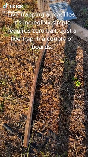 Effective Armadillo Trapping Methods for Garden Pest Control