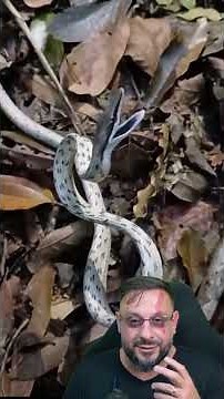 Brown vine snake in a defensive display, Oxybelis aeneus | SNAKE WEEK EPISODE 38 #biologisthenrique