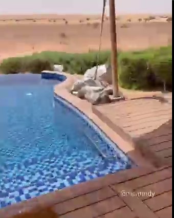 You wouldn’t mind waking up in the middle of the desert, especially if it’s at Al Maha, A Luxury Collection Desert Resort & Spa 🌵 #VisitDubai | Visit Dubai