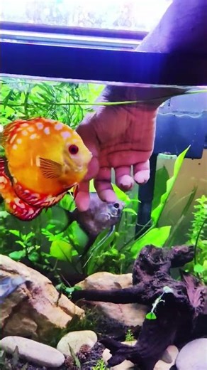 DISCUS FISH #discusfish #discus #plantedaquarium #freshwateraquarium #freshwatertank #plantedtank