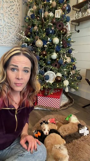 Sophie’s Cavapoo Bernendoodles are 4 weeks old!! All seven girls are thriving, started eating puppy mush, and learning they have voices! They are the cutest! #cavapoobernedoodle #bernedoodlecavapoo | taylormade_puppies