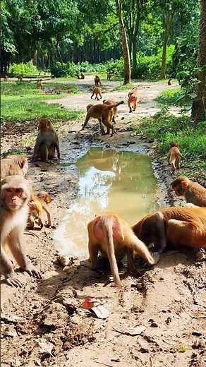 A Monkey Family Drinking Water Together”🐒❤️