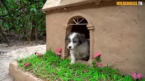 17K views | Rescued Puppies Building Mud Dog House Dog Playground And Fish Pond | Wilderness TV | Facebook