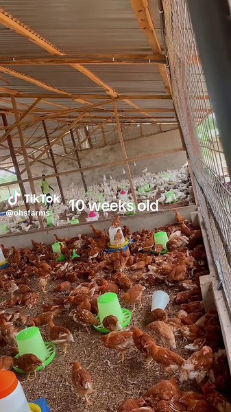 10-Week-Old Poultry Farmers in Ghana