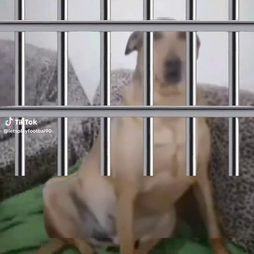 Let's Play Football: Memes, World Cup, and More