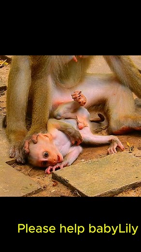 3.1K views · 37 reactions | Newborn monkey just see the world. | Monkey Time | Facebook