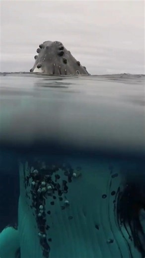 Tonga - A tropical swim with gentle Giants 🐳