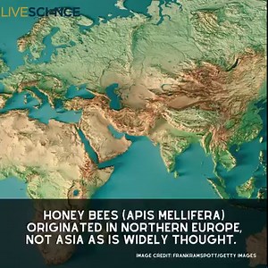 2.7K views · 198 reactions | DNA analysis indicates the world's most common bee originated in northern Europe around 780,000 years ago, before spreading into East Africa and Arabia around 120,000 years later. Read more  https://trib.al/ouwAbjR | LiveScience | Facebook