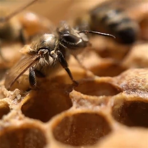 Baby bee 🐝👶🥰 An emerging worker bee! 🐝 See how fluffy she is! Like she has bed hair 🤣 Did you know, the first task for a newly-emerged worker bee is to clean her own cell? Worker bees are all female. They live for around 6 weeks, and do many different jobs in the hive throughout their short life. A worker bee spends about half its life as a house bee and the other half as a field bee. House bee roles include cleaning, nursing, undertaker, architect, builder, temperature-controller, guard, h