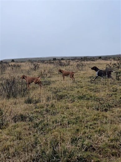 Suspense and Excitement: Dogs on Point