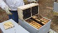 I know we recently posted this video but we thought it might be good to remind you to watch it as so many of you are now receiving your package honey bees. This will help you install them properly and get your 2023 bee season off to a great start! | Mountain Sweet Honey Co.