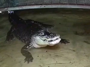 Looks like Daisy has an announcement 📢📢 Wait for it... 👀 New alligator babies!! What a way to show them off! 🫣😂 Although it may look astonishing seeing a tiny hatchling in the mouth of its much larger mother, this is actually a very natural part of an alligator mum's exceptional care of her young. She will carefully scoop up hatchlings as they emerge from the nest and carry them to water, even gently helping them to break out of the eggs if necessary. The mother will then remain with them f