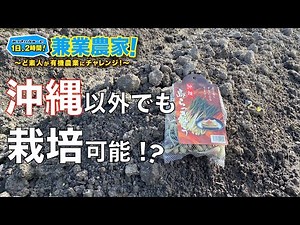【島らっきょう栽培】沖縄独自のラッキョウの品種を本州で栽培してみる！らっきょ 農業初心者が有機農業にチャレンジ野菜栽培副業【2021.9.20】