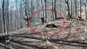 Man survives bear attack by defending himself with axe