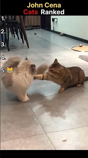 John Cena Cats Ranked.🙀😂 #funny #wwe #viral #shorts