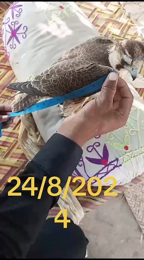 aurangzeb على TikTok