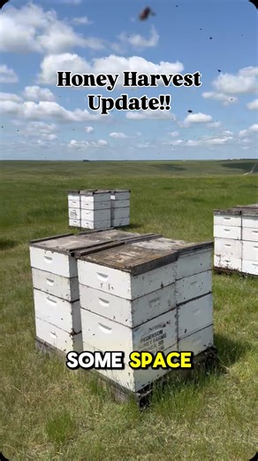 Honey harvest update!!! Clover’s in bloom, and the bees are on a flow! 🐝🍯 Zach’s back with a follow-up to last week’s hive equalizing and things are picking up fast! Him and his dad were out mowing around the hives to keep them cool while the bees were out gathering pollen and nectar from the yellow clover you see in the background! The bottom boxes are already feeling nice and heavy, Just how we like them! 👏 Won’t be long and we’ll be gathering all that golden goodness! So keep following alo