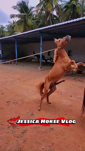 #farmer #horse #texas #breedinghorse #horsemeeting #jessicahorsevlog