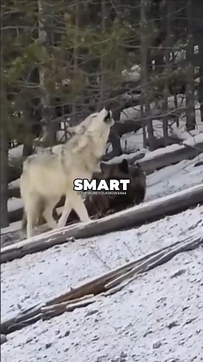 Being Part of the Pack: Life with Wolves