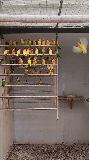 Magnolia Bird Farm Lovebirds