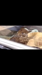 This Bassian Thrush has rallied in ICU at Minton Farm Animal Rescue Centre after hitting a window yesterday. | Minton Farm Animal Rescue Centre