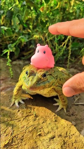 Funny jumping frog | frogs jump flying flying funny | catch for fun | TEP LONGHENG FUNNY