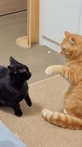 227K views · 4K reactions | Cat cute lovely fight   #reels #foryou #heme #cat #catlovers #catreels #viralreels | Viral Cat | Facebook
