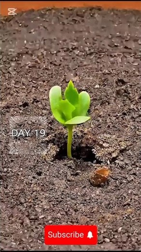 Apple Growing Timelapse – From Seed to Harvest 🍎🌱 (Full Growth Journey) #farming #agriculture