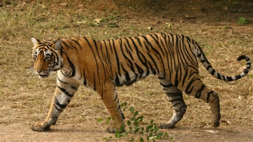After over 30 years, Gujarat re-enters India's tiger map