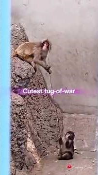 Baby Monkey Punch in the Cutest Tug-of-War with friends: Momiage & Moe | My composed song for Punch