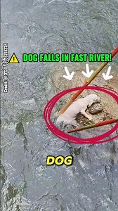 Dog Falls into Fast River! The Impossible Rescue That Shocked Everyone 😱