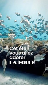 4.5K reactions · 462 shares | En Martinique, la foule est sous l’eau, pas sur les plages  Profitez de nos offres exceptionnelles sur Last Minute pour cet été. | La Martinique | Facebook