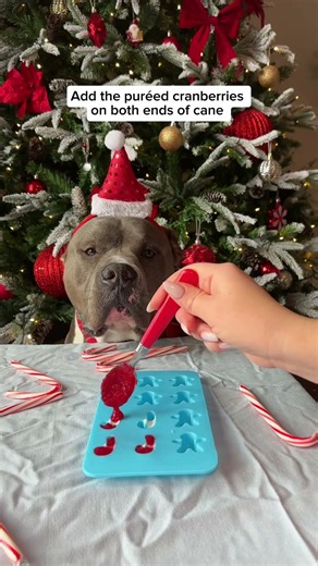 Christmas candy cane recipe for your dogs🎄😍😍 not just delicious but also healthy