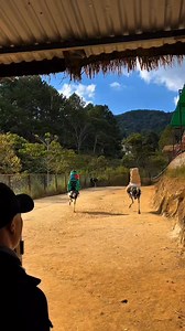 5.9K views · 62 reactions | Ranked among the top fun games to experience in Asia, this activity can surprisingly be found right here in Lam Dong! #Games #experience #Asia | Lâm Đồng | Facebook