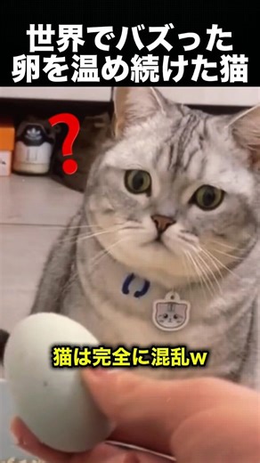 A mysterious story of motherhood between a cat and a duckling! ❤️