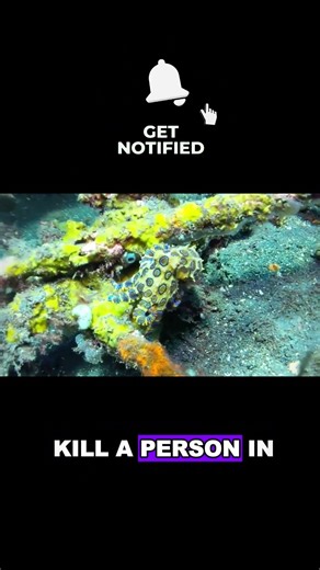 Deadlier Than Sharks: 3 Ocean Monsters #facts #ocean #wildlife